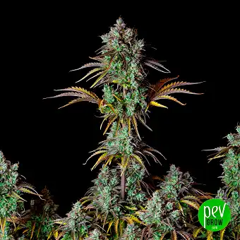 Big Bud Auto - FastBuds