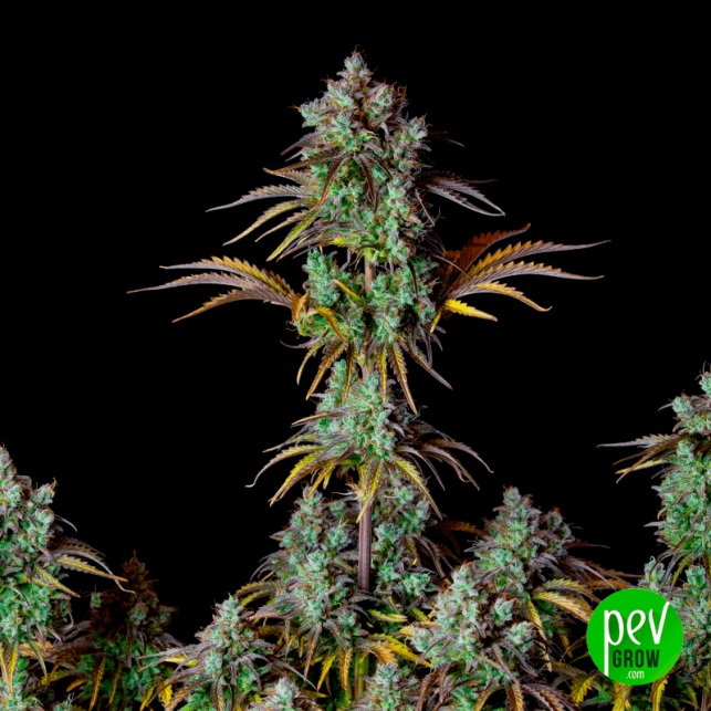 Big Bud Auto