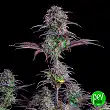 Blueberry Auto - FastBuds