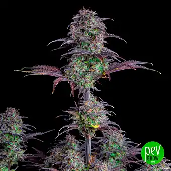 Blueberry Auto - FastBuds