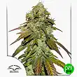 CBD Mazar - Dutch Passion