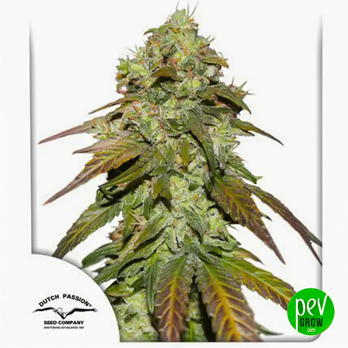 CBD Mazar - Dutch Passion