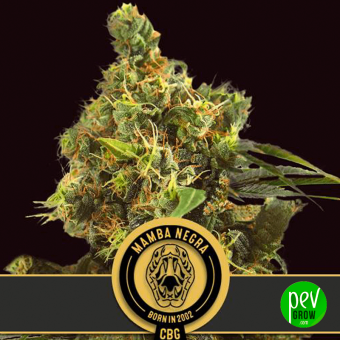 Mamba Negra CBG - Blimburn Seeds