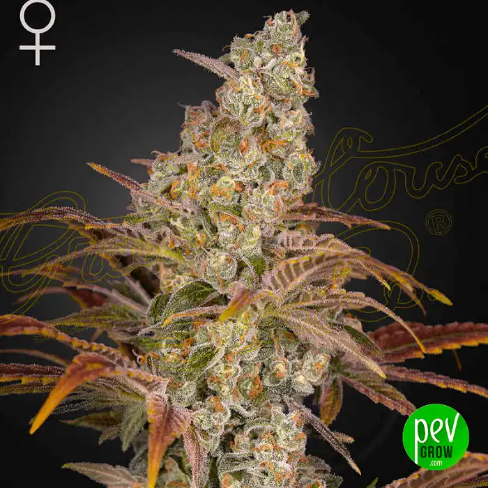 Jack's Dream - Green House