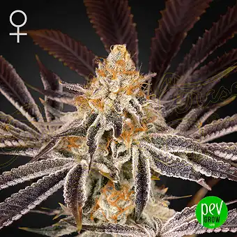 Dark Phoenix - Green House