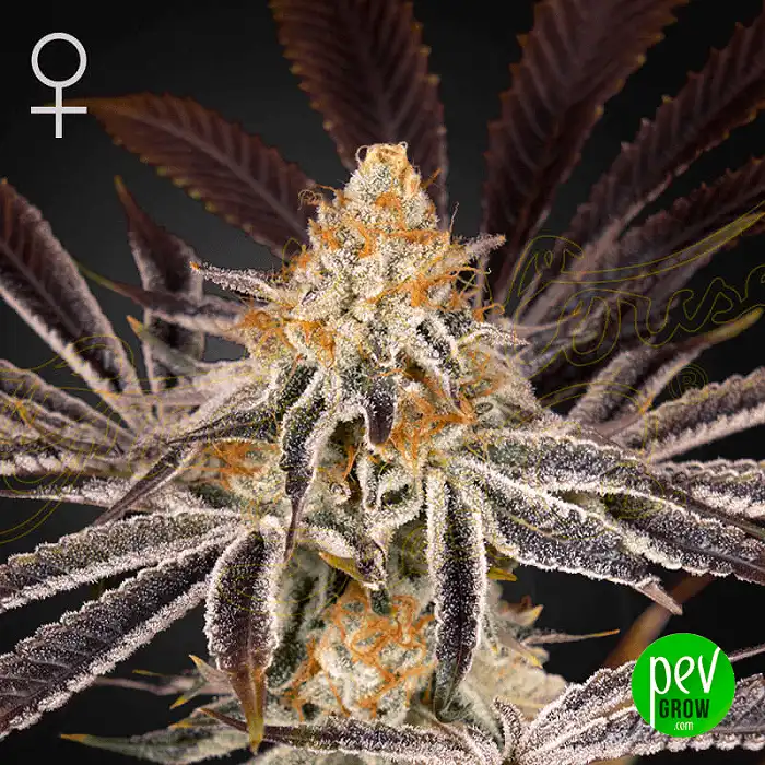 Dark Phoenix - Green House