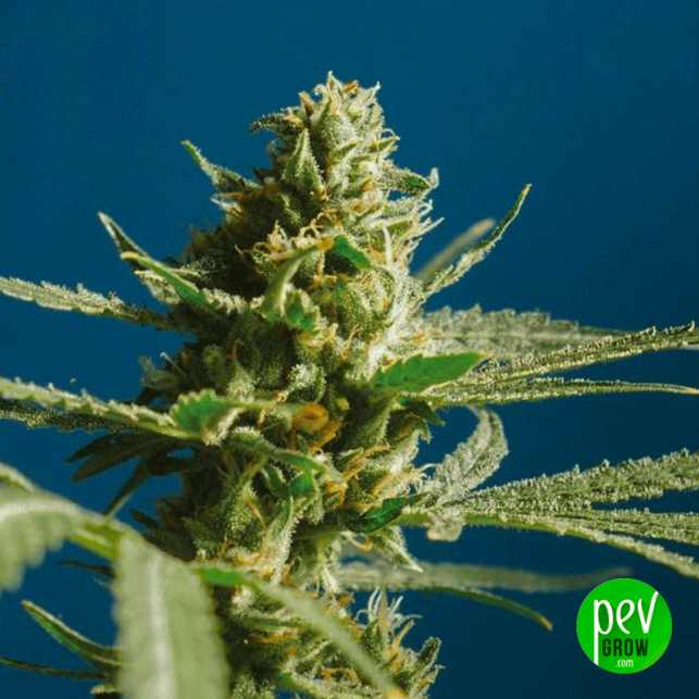 Sch'Lemon Cake - Big Buddha Seeds