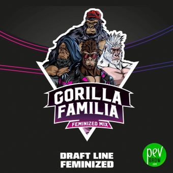 Gorilla Familia BSF Seeds (Mix)