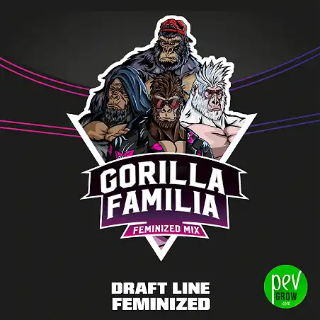 Gorilla Familia BSF Seeds (Mix) 1