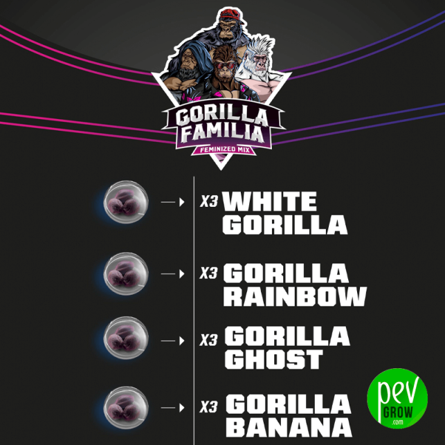 Gorilla Familia BSF Seeds (Mix) 1