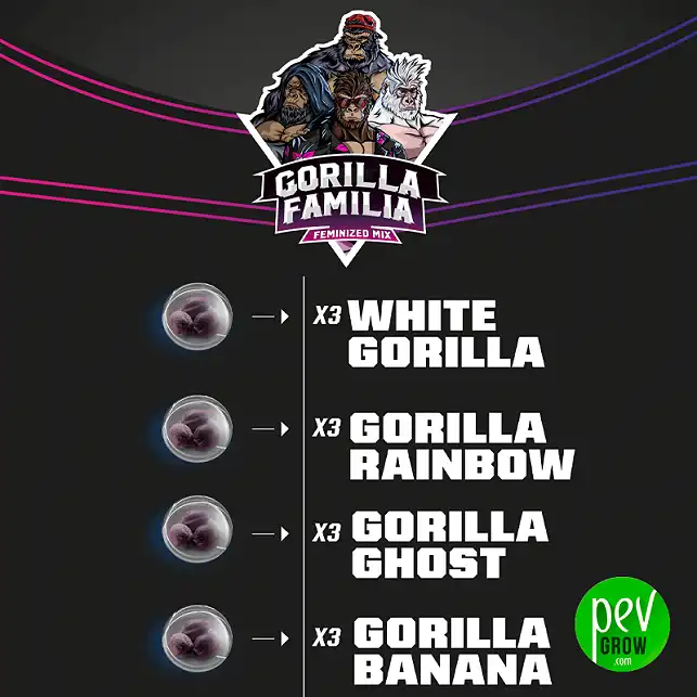 Gorilla Familia BSF Seeds (Mix)