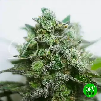 Delimed CBD Plus...