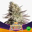 Orange Blossom BSF Seeds