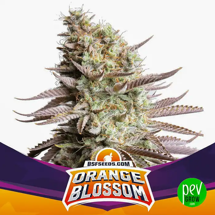 Orange Blossom BSF Seeds