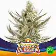 Orange Blossom XXL Auto BSF Seeds Orange Blossom XXL Auto BSF Seeds