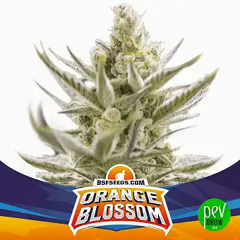 Orange Blossom XXL Auto BSF Seeds
