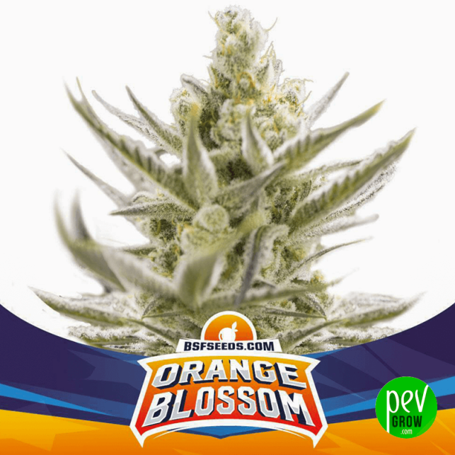 Orange Blossom XXL Auto BSF Seeds