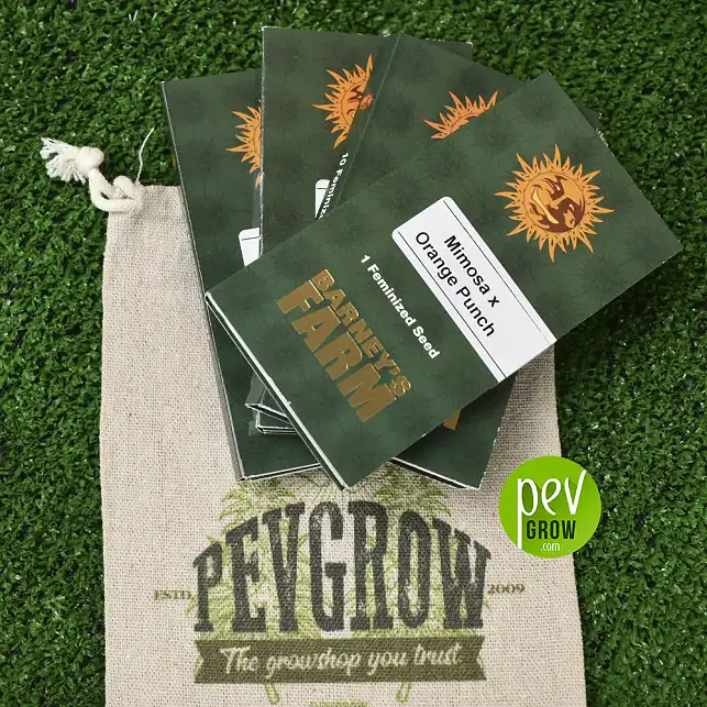 Mimosa x Orange Punch - Barneys Farm 1