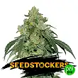Cookies Fast - Seed Stockers