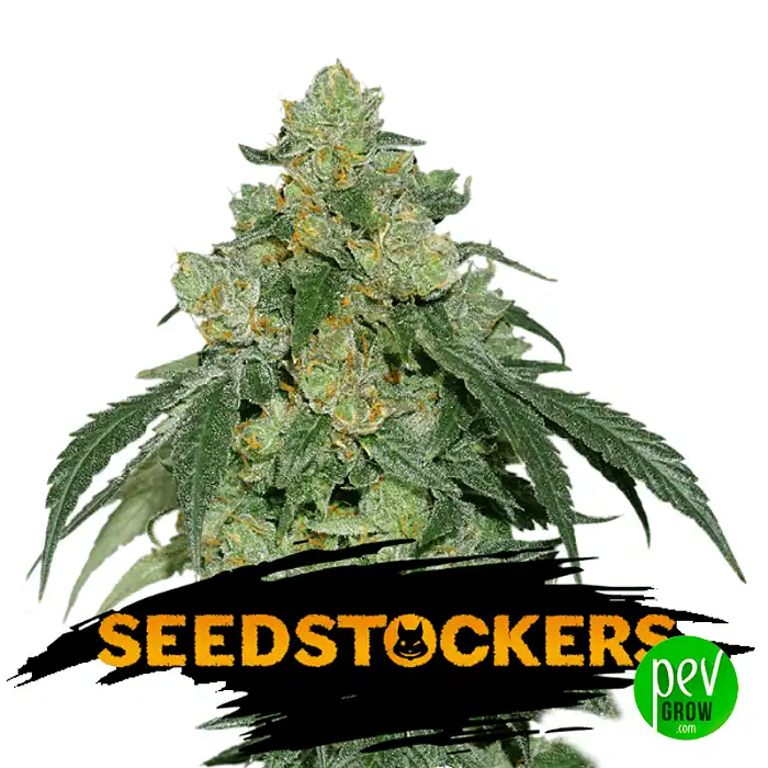 Cookies Fast - Seed Stockers
