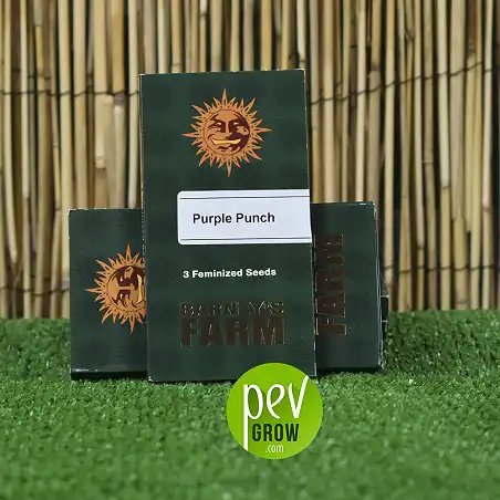 Purple Punch - Barneys Farm 1