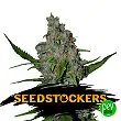 Gelato 41 Fast - Seed Stockers