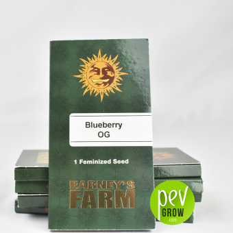 Blueberry Og variedad de Barneys Farm en formato original de 1 semilla en fondo blanco.