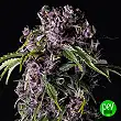 Purple - Pyramid Seeds