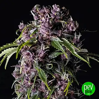 Purple - Pyramid Seeds