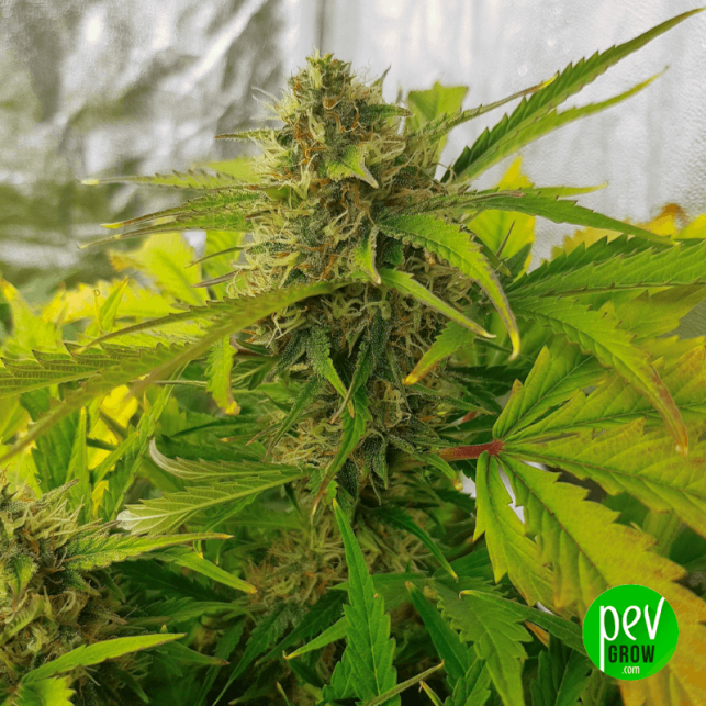 Auto Northern Lights CBD
