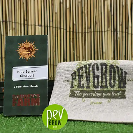 Packaging of Barneys Farm's Blue Sunset Sherbert variety resting on a reed and green lawn.