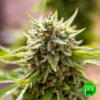 Fruit Salad - Expert Seeds