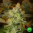 Blueberry Glue Expert - Expert Seeds