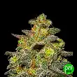 Caramella Auto - Expert Seeds