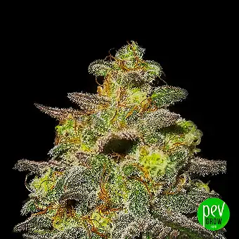 Caramella Auto - Expert Seeds