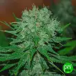Blue Cheese Auto - Expert Seeds