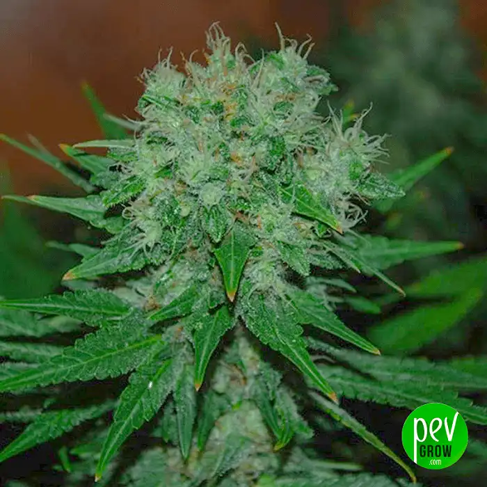 Blue Cheese Auto - Expert Seeds