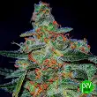 Cheese Auto - Expert Seeds