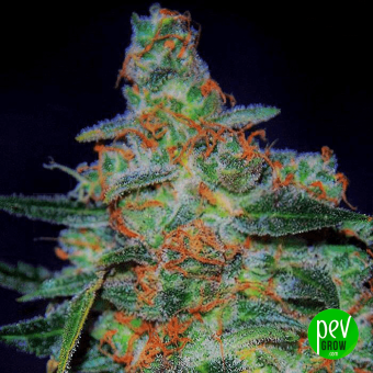 Cheese Auto Expert Seeds