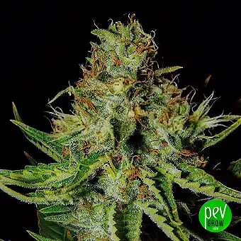 Sweet Cream XXL Auto - Expert Seeds