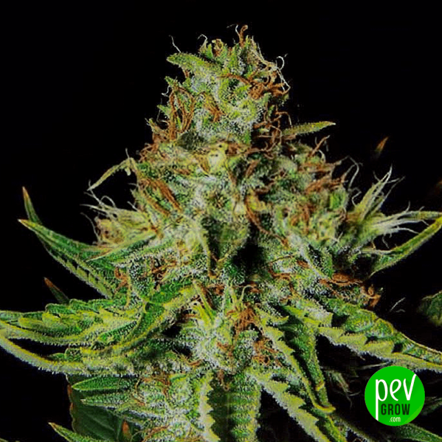 Sweet Cream XXL Auto