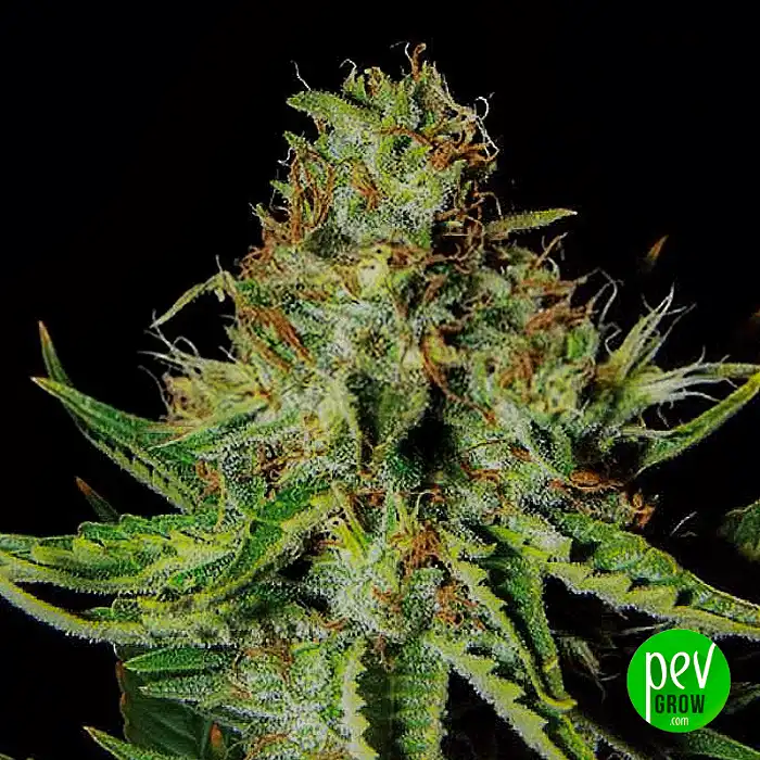 Sweet Cream XXL Auto - Expert Seeds