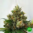 Respect 4 Gorilla - Expert Seeds