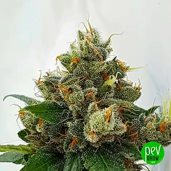Respect 4 Gorilla - Expert Seeds