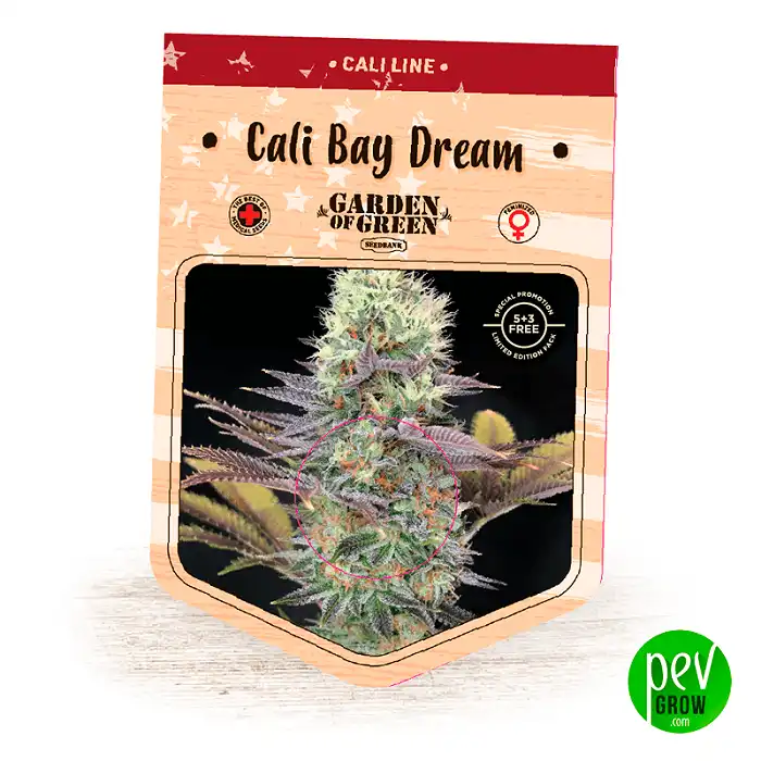 Cali Bay Dream - Garden Of Green