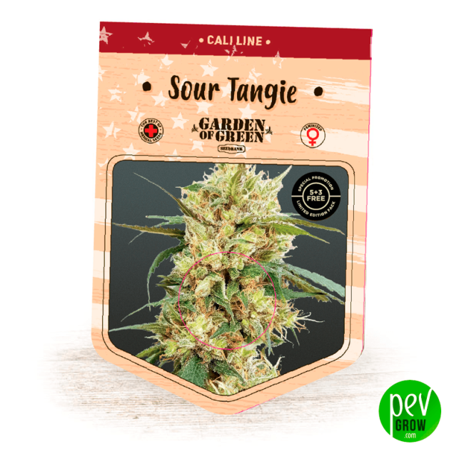 Sour Tangie - Garden Of Green