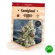 Candyland - Garden Of Green