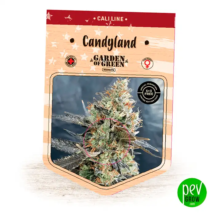 Candyland - Garden Of Green