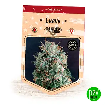 Guava - Garden Of Green