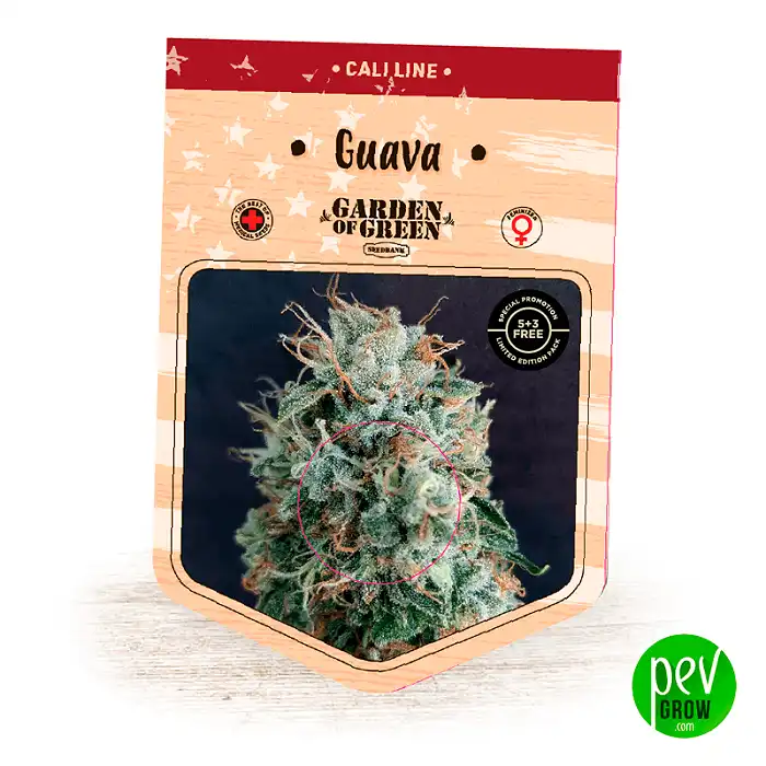 Guava - Garden Of Green